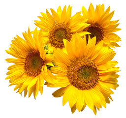 Obraz premium Flower bouquet sunflowers isolated on white background. The seeds and oil. Floral arrangement. Picturesque and conceptual scene. Flat lay, top view