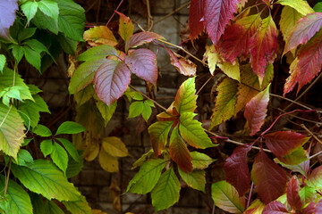 red and green leaves