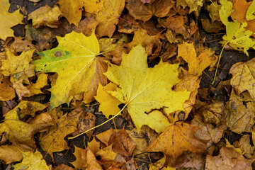 autumn leaves on the ground
