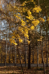 Autumn background. Trees with yellow, red and green leaves.