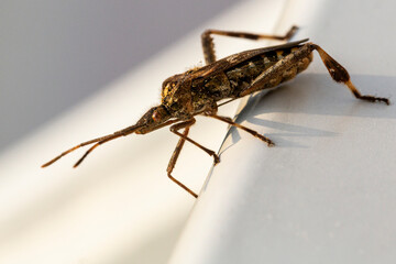 Sylvatic insect in a closeup shot