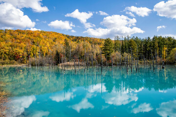 Autmn Leaves at Blue Lake in Biei, Hokkaido - obrazy, fototapety, plakaty