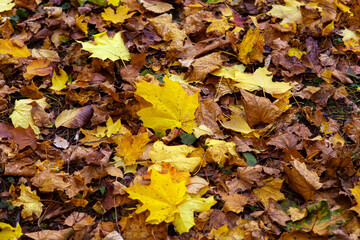 autumn leaves in the park