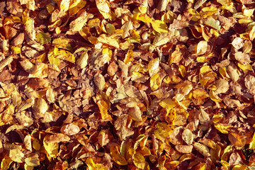Fallen yellow foliage on soil. Season change concept. Autumn mood.