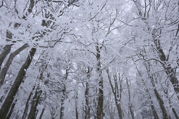 冬の蔵王。山形、日本。2月中旬。
