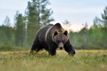 brown bear approaching in the bog