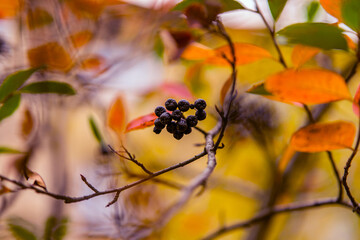black currant berry
