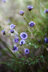 Echinops, background 