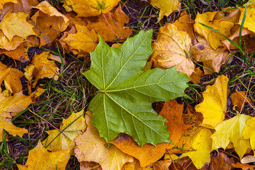autumn leaves on the ground