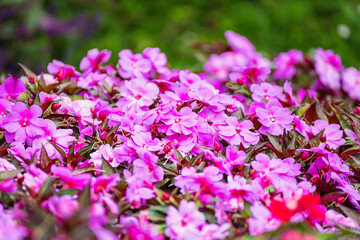 Purple flower in the park