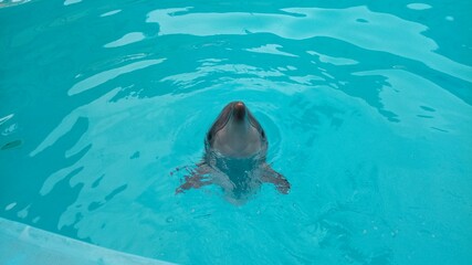 dolphin swimming in the pool
