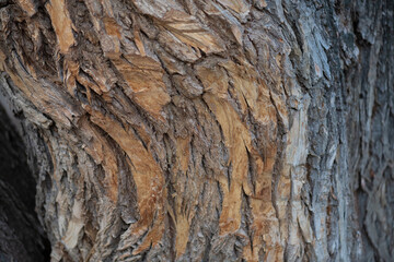 horizontal orientation, tree bark texture with vertical pattern of warm and cold tone