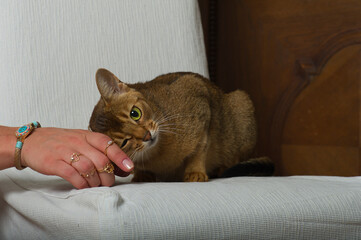 Abessinier schmust mit Frau