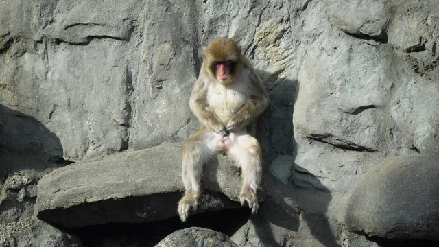 Male Japanese Macaque Scratching Its Genitals And Then Smelled While Sitting On The Rock - Seoul Grand Park Children Zoo On A Sunny Day In Gwacheon, Seoul, South Korea.  - wide shot