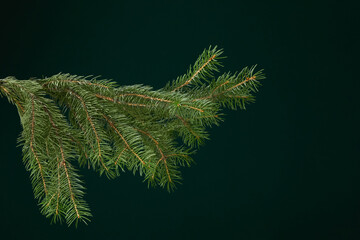 green fir branch isolated on dark green background, Christmas fir.