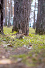 Beautiful rabbit runs in the forest and chews grass leaf and leaves
