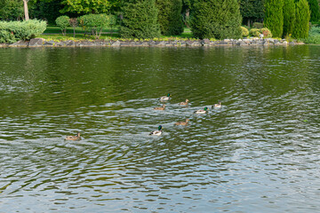 Wild Mallard ducks on pond