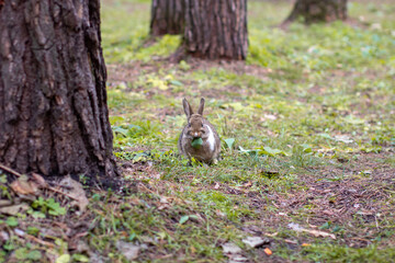 Beautiful rabbit runs in the forest and chews grass leaf and leaves