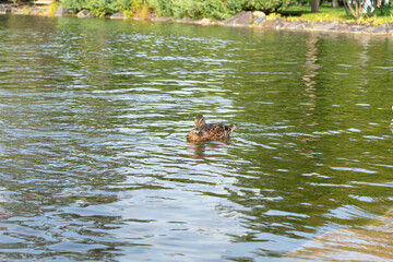 Wild Mallard ducks on pond
