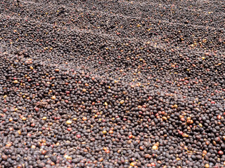 Berries raw coffee beans with shell in dry process in factory preparing for coffee roaster
