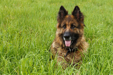 German shepherd dog. Dog sitting in green grass. The dog stuck out its tongue.
