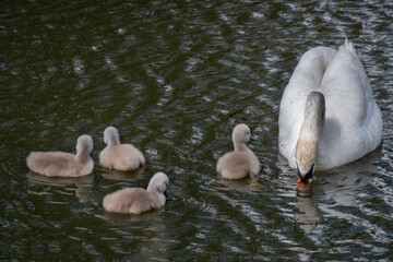 cygne avec ses petits