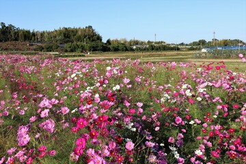 法起寺とコスモス畑