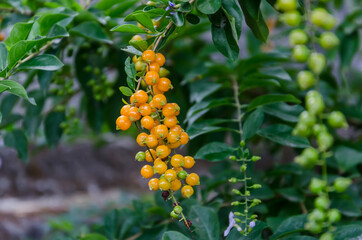 wild cherry of garden