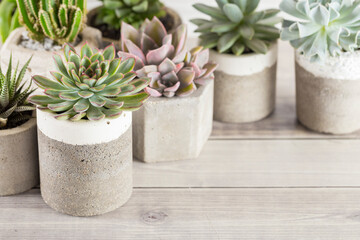 collection of succulents on a light colored table, close-up image