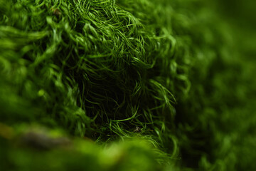 close up of green moss