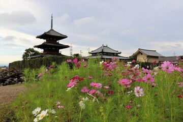 Fototapeta premium 三重塔とコスモス畑