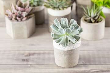 collection of succulents on a light colored table, close-up image