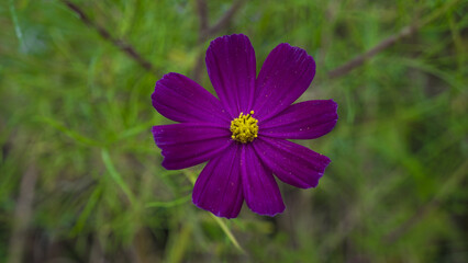 Fototapeta premium 아름다운 가을 코스모스