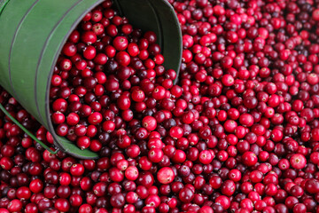 Ripe fresh cranberries with a green little bucket as natural, food, berries background. Selective focus.