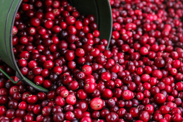 Ripe fresh cranberries with a green little bucket as natural, food, berries background. Selective focus.