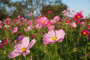 秋の公園の散歩