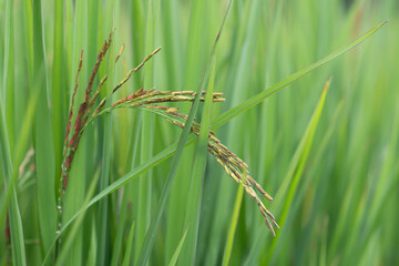 close up of purple and yellow green rice field