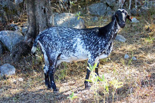 Payoya goat in Sierra de Benaocaz, Grazalema Natural Park Andalusia Spain