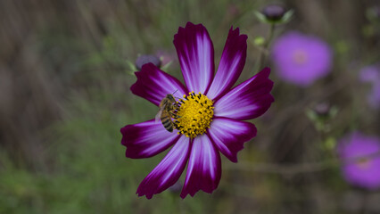 아름다운 코스모스에서 꿀을 빨고있는 벌