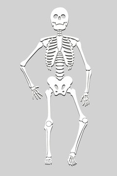 2 646 Best 骸骨 Images Stock Photos Vectors Adobe Stock