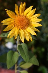 Mini yellow sunflower in the garden with soft focus natural background