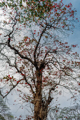 Long, widely spread branches of a deciduous tree with leaves in fall colors. Earthy color palette, autumn aesthetic, textured background