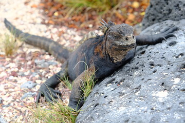 Ecuador Galapagos Islands - Santa Cruz Island Marine iguana sunbathing at Galapagos Beach at Tortuga Bay
