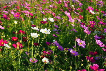 Obraz premium 秋の公園の散歩