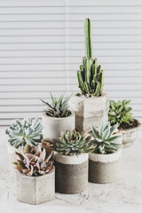 collection of succulents on a light colored table, close-up image