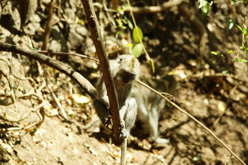 The crab eating macaque (Macaca fascicularis), also known as the long tailed macaque, is a cercopithecine primate native to Southeast Asia. Crab-eating monkeys are nursing their children.