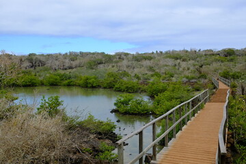 Fototapeta na wymiar Ecuador Galapagos Islands - Santa Cruz Island Hiking path Camino a las grietas