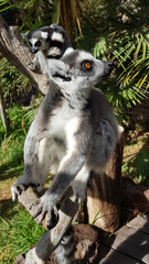 Close up of ringtailed lemur