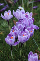 Purple white crocuses in grass