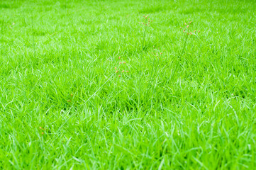 Green grass and grass flowers for background